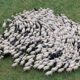 Zašto se ovce uvijek drže stada?